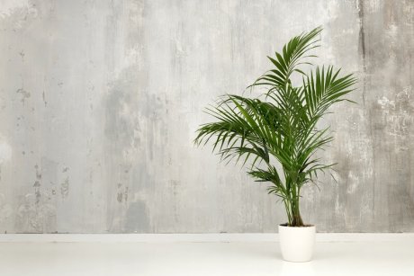 Вне зоны комфорта: 10 комнатных растений для тени